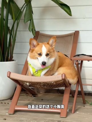 #萌宠好物 #萌宠 #我和宠物日常 #小狗狗能有什么坏心思   #当多巴胺遇上户外穿搭 #自由感拉满的户外穿搭 #户外时尚大单品 #嘚瑟小步伐 #雪纳瑞