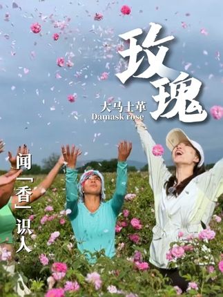 看完这个视频,我好像恍惚中又闻到了一阵馥郁的玫瑰芬芳,又看到了那群温暖的人...#保加利亚 #溯源 #精油 #于木子全球溯源