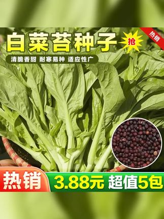 白菜苔种子种籽菜种苔菜四季菜心菜苔蔬菜种子 #超便宜超划算 #在家种菜 #阳台小院均可种植