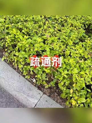 老管家厨房下水道疏通剂管道油污堵塞通厕所卫生间强力溶解除臭 #疏通 #疏通管道 #疏通器 #疏通下水道 #疏通马桶