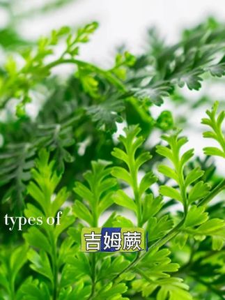 植物旅行专属吉姆蕨盆栽室内好养水养耐阴观叶水培植物盆栽绿植#花卉绿植盆栽 #室内盆栽 #吉姆蕨盆栽 #植物养护技巧 #盆栽绿植