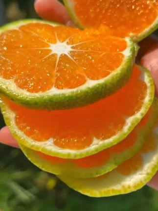 现摘宜昌蜜橘青皮蜜桔薄皮多汁无籽酸甜爽口应季新鲜水果整箱包邮 #蜜桔 #蜜橘 #橘子 #优质农产品 #新鲜应季水果