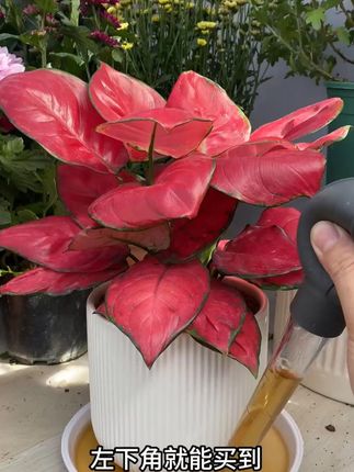 花盆托盘吸水器花盆底座积水处理神器大容量抽水器水滴管园艺工具 #花盆托盘吸水器 #花盆底座积水处理神器 #大容量抽水器 #水滴管园艺工具