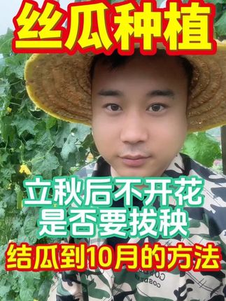 立秋后不开花是否要拔秧结瓜到10月的方法#丝瓜高产#丝瓜种植技术#丝瓜#三农种植技术