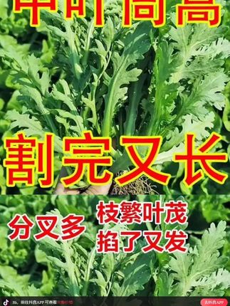 高温天气推荐你种上这个耐热又好吃的#芦蒿