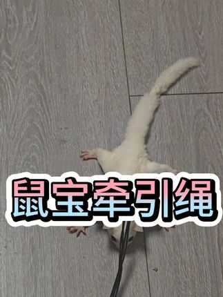 小宠宠物鼠兔蜥蜴胸背牵引绳防挣脱设计透气减震 防爆冲训练款 #小宠牵引绳仓鼠牵引绳溜鼠绳金丝 #小宠牵引绳 #小宠牵引绳蜜袋鼯牵引绳金丝熊小 #小宠牵引绳小宠牵引绳仓鼠外出绳 #小宠牵引绳宠物绳子仓鼠牵引绳背