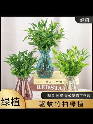#花卉绿植 #水培植物 【水培驱蚊竹柏】水养#盆栽绿植 水培花卉客厅办公好养四季常青 #净化空气 #水培竹柏