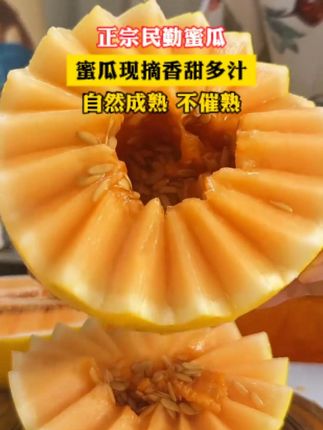 种在沙漠里的蜜瓜,产地现摘现发,好甜好好吃 #新鲜采摘 #农产品 #应季水果 #民勤蜜瓜 #新鲜水果