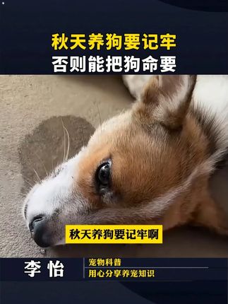 秋天养狗要记牢,否则能把狗命要 #养狗经验分享 #科学养宠攻略 #狗是人类最忠诚的朋友 #养狗人 #新手养狗