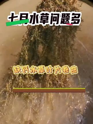 7月水草问题多 #微矿