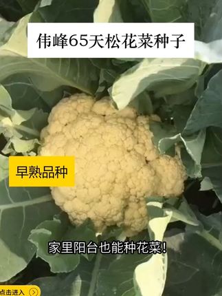 8 月栽花菜注意啦!花球长大要遮光,不然发黄长黑点 #早熟花菜种子 #花菜种子 #我要上热门 #松花菜种子 #早熟松花菜种子