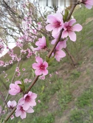 老北京粗粮米糕