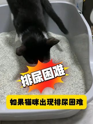 如果发现猫咪频繁蹲猫砂盆!要注意! 猫咪排尿困难、尿尿变少……#萌宠好物 #猫咪排尿困难 #记录猫咪日常 #猫咪 #铲屎官的乐趣