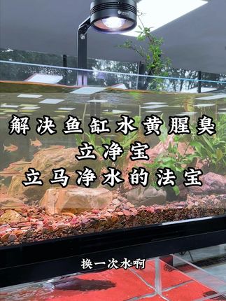 还在为鱼缸水黄发愁的试试立净宝,去黄水不跌酸还不影响水质,可以长期放在鱼缸里#立净宝 #鱼缸过滤 #鱼缸黄水 #空气缸 #黄水克星