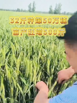 32斤种爆50万穗,亩产狂增500斤。#阜航麦1号 #上热门 #农业种植 #三农 #三农流量扶持计划