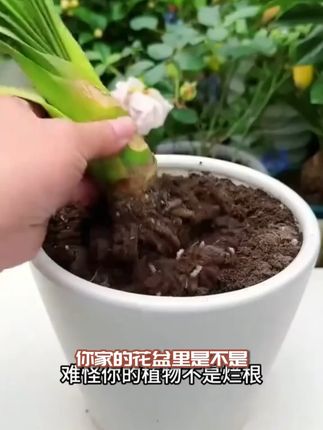 #锥形垫片 透水透气好,更有利于植物根系生长#养花小知识#花