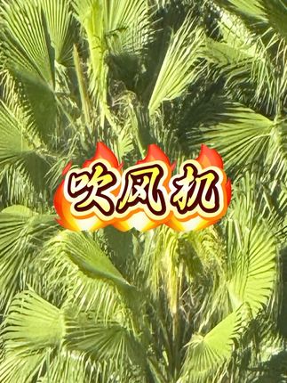 家用电吹风理发店吹风机冷热风学生宿舍小型吹风筒不伤发#吹风机 #电吹风 #吹风筒 #家用吹风机 #家用电吹风