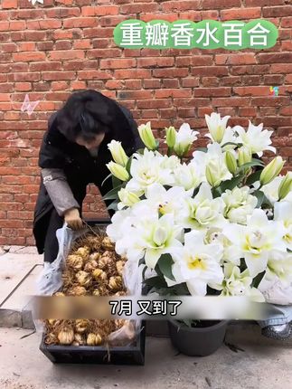 带盆栽好发货重瓣香水百合花种球带根芽浓香型庭院阳台养死包赔 #百合花 #百合种植