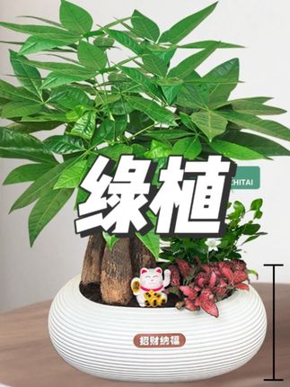 【发财树组合盆栽】绿植(30~40CM)九里香办公桌面盆栽好 #绿植 #绿植盆栽 #室内盆栽 #净化空气 #花卉绿植
