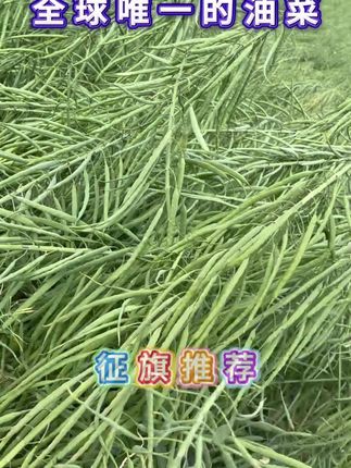 神鑫油2号 @DOU+小助手 #神鑫油2号 #我要上热门 #高产油菜 #倒荚油菜 #抖音助农