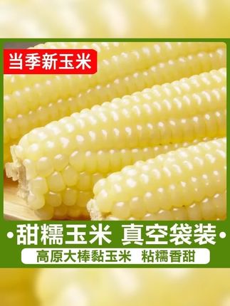 东北白糯玉米真空包装 低脂代餐好选择 单根260克超满足 试吃两根体验美味 一整箱更实惠 #玉米 #白糯玉米 #美食推荐 #低脂 #糯玉米