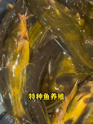 泼下去,亚盐速降#水产养殖 #亚盐
