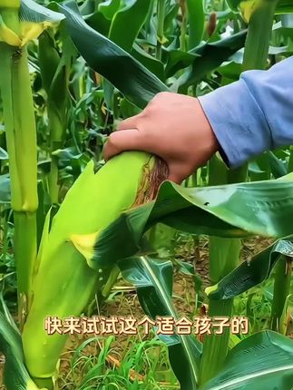 19.9到手12根 还有4根试吃 东北黄糯玉米 嘎嘎好吃 #抖音助农 #优质农产品 #三农 #粗粮 #新农人计划