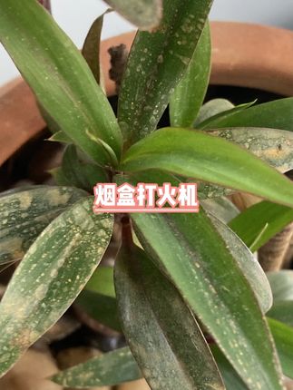 #烟具 #男士玩具 #潮流配件
