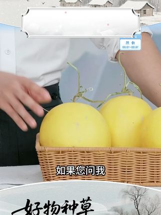 正宗民勤沙漠蜜瓜金红宝当季新鲜现摘美味水果香甜蜜香 #蜜瓜 #甜瓜 #沙漠蜜瓜 #水果 #新鲜应季水果