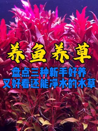 盘点三种新手好看又好养还能净水增氧的水草#养鱼养心 #鱼缸里的大自然 #水族 #鱼缸造景