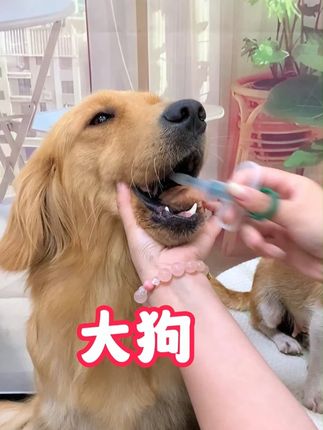 1,2,3,大狗,中狗,小狗,这个喂药器就是方便,一秒一只狗!#宠物喂药器 #狗狗喂药器 #萌宠出道计划 #养狗的乐趣