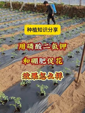西红柿促花用什么最好? #西红柿种植 #促花芽分化 #花壕牛 #花壕牛促花