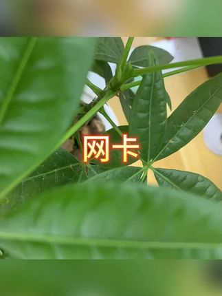 无线网卡 #数码 #网卡 #无线网卡 #稳定信号 #居家办公