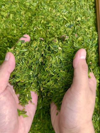雀舌茶碎别乱买!这款匀整没碎渣,密封袋锁鲜能喝俩月 #喝茶 #茶叶 #口粮茶推荐 #好物推荐🔥 #雀舌