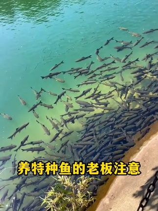 特种养殖降解亚盐就用这款快克2型#威立妙 #水产养殖 #鱼塘