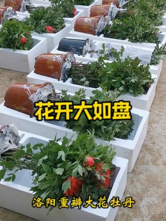 如此倾城好颜色,天下真花独牡丹。 #花卉绿植 #牡丹 #花卉绿植盆栽 #盆栽 #绿植盆栽