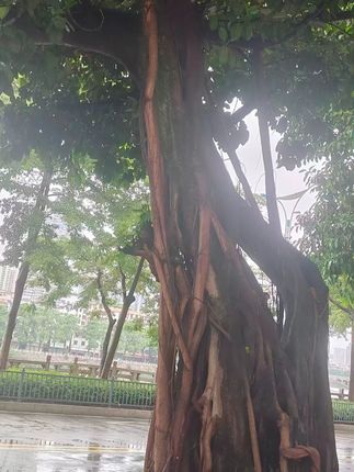 高端轻奢仿真绿植黑金刚橡皮树室内客厅落地高级感摆件装饰品假树