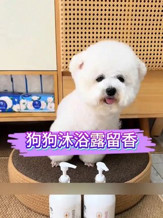 狗狗不用去宠物店,在家就能轻松洗出漂亮毛孩子,还留香#狗狗 #萌宠日常记录 #宠物用品