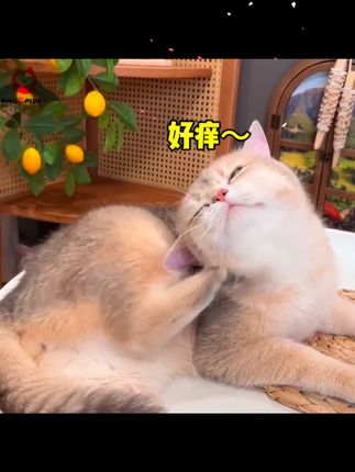 【开颜】宠物洗耳液棉签一次性抑菌除螨猫狗耳螨洁耳液温和清洁耳 宠物用的棉签也太方便了,好用又便宜 #萌宠出道计划  #新手养宠  #猫咪洗耳朵  #科学养宠攻略 #猫咪