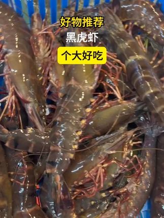 【超大黑虎虾】 新鲜冷冻大虾 肉质鲜嫩 老虎虾 年货冬日火锅食材#黑虎虾 #老虎虾 #海鲜 #x