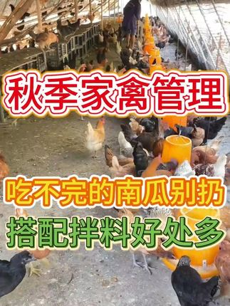 南瓜在养殖家禽上的作用 #家禽养殖 #鸡鸭鹅养殖 #养殖技术 #养鸡人#养殖管理朱老师