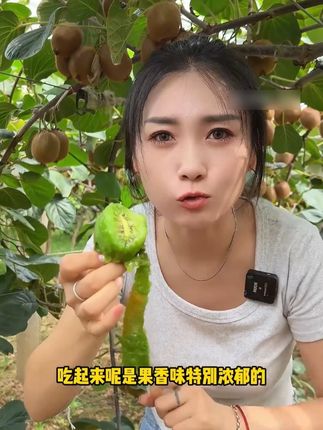 今年头茬的翠香猕猴桃喜欢吃的抢鲜尝尝#新鲜采摘   #快来一起尝个鲜  #优质农产品  #优质水果  #现摘现发新鲜到家