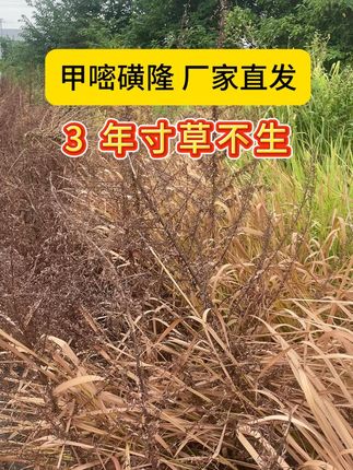 甲嘧磺隆除草剂,打完3年寸草不生 #服务三农支持三农 #热点 #除草剂 #甲嘧磺隆 #三农