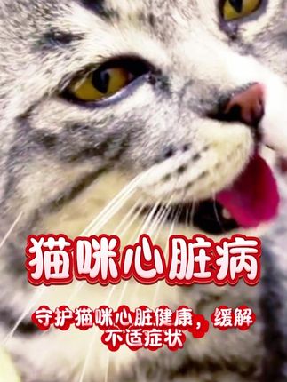 #猫咪心脏病#猫咪腹式呼吸#猫咪心肌肥厚#猫咪心脏病肺水肿#猫咪咳嗽