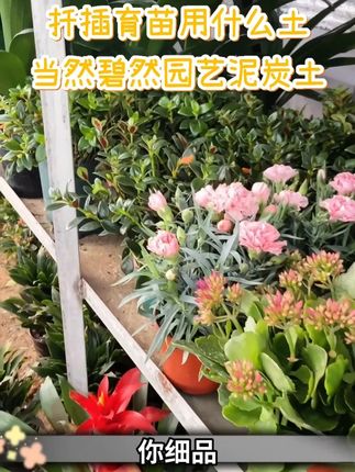 扦插育苗用什么土,当然碧然园艺泥炭土! #营养土  #园艺生活  #我的花花草草  #种植  #花肥