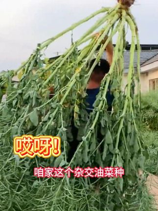 来看看咱家这个油菜籽 #油菜 #热点 #种植
