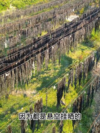 其实我们原产地的海带并不贵,而且都是生晒干,无沙无泥的品质