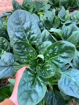 【下单发3包】耐热耐寒大叶菠菜种子春播夏播四季菠菜种子菠菜种子#在家种菜 #家庭种植 #蔬菜种子 #菠菜种子 #菠菜种 植