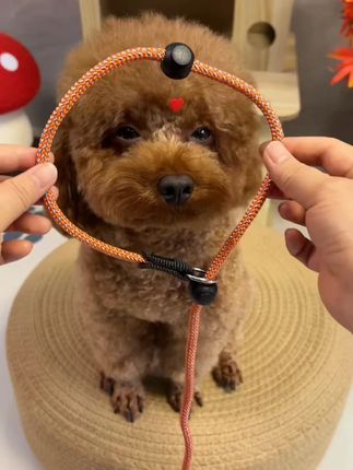 狗绳训犬P绳大中小通用型训犬P绳专业遛狗牵引绳防爆冲宠物P绳#训犬P绳 #遛狗牵引绳 #通用型 #防爆冲 #宠物用品