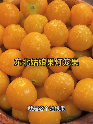 脆甜爆汁儿姑娘果大果!就这个大果得劲儿嗷 #姑娘果#灯笼果#水果 #开箱#美食